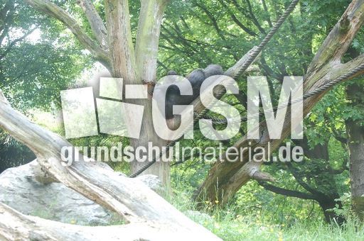 Gorillamutter und Kind 1.JPG